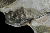Tower-Eyed, Erbenochile Trilobite From Ou Driss - Top Quality! #130645-6